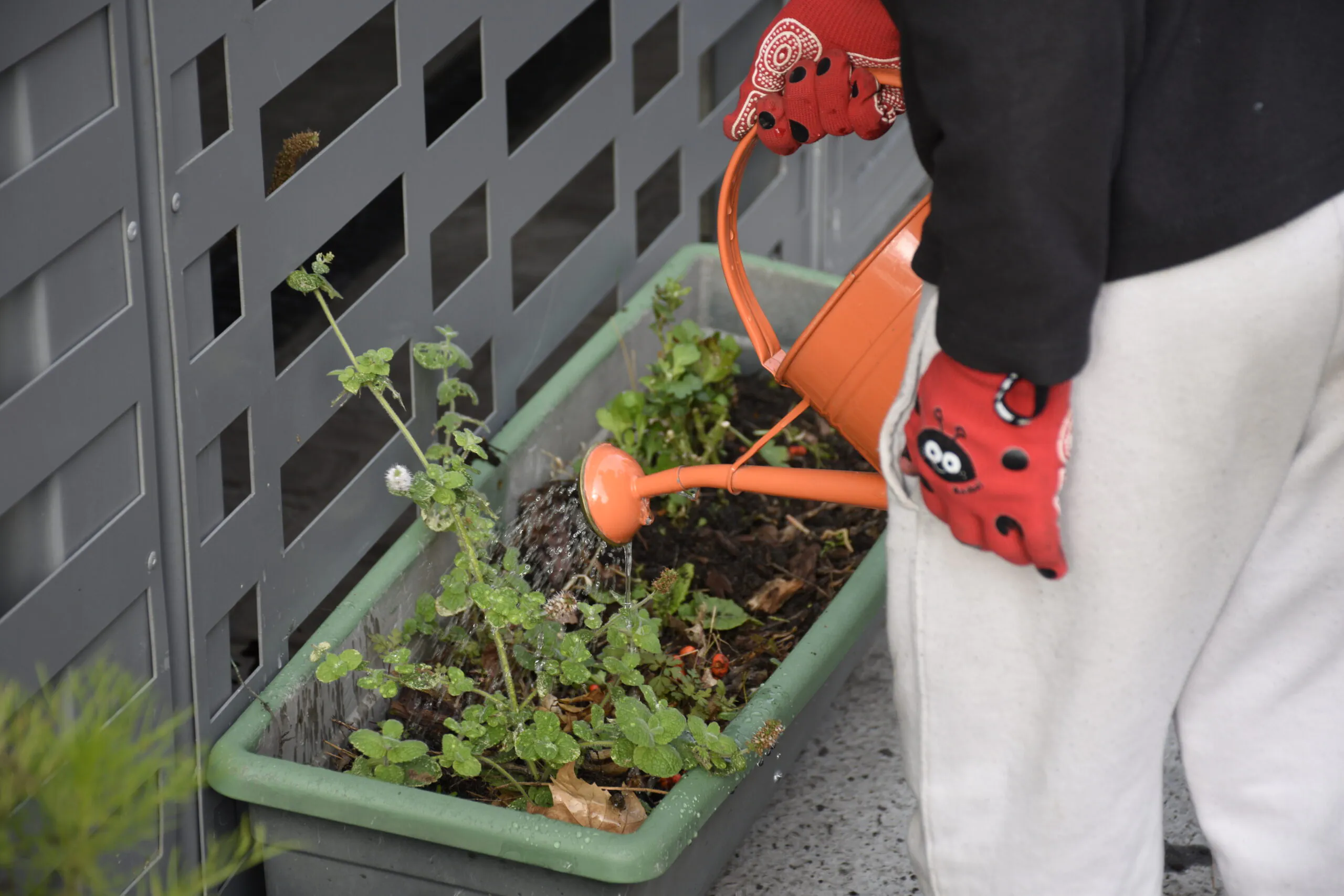 La Cour Ferber, un jardin au cœur de la vie des résidents
