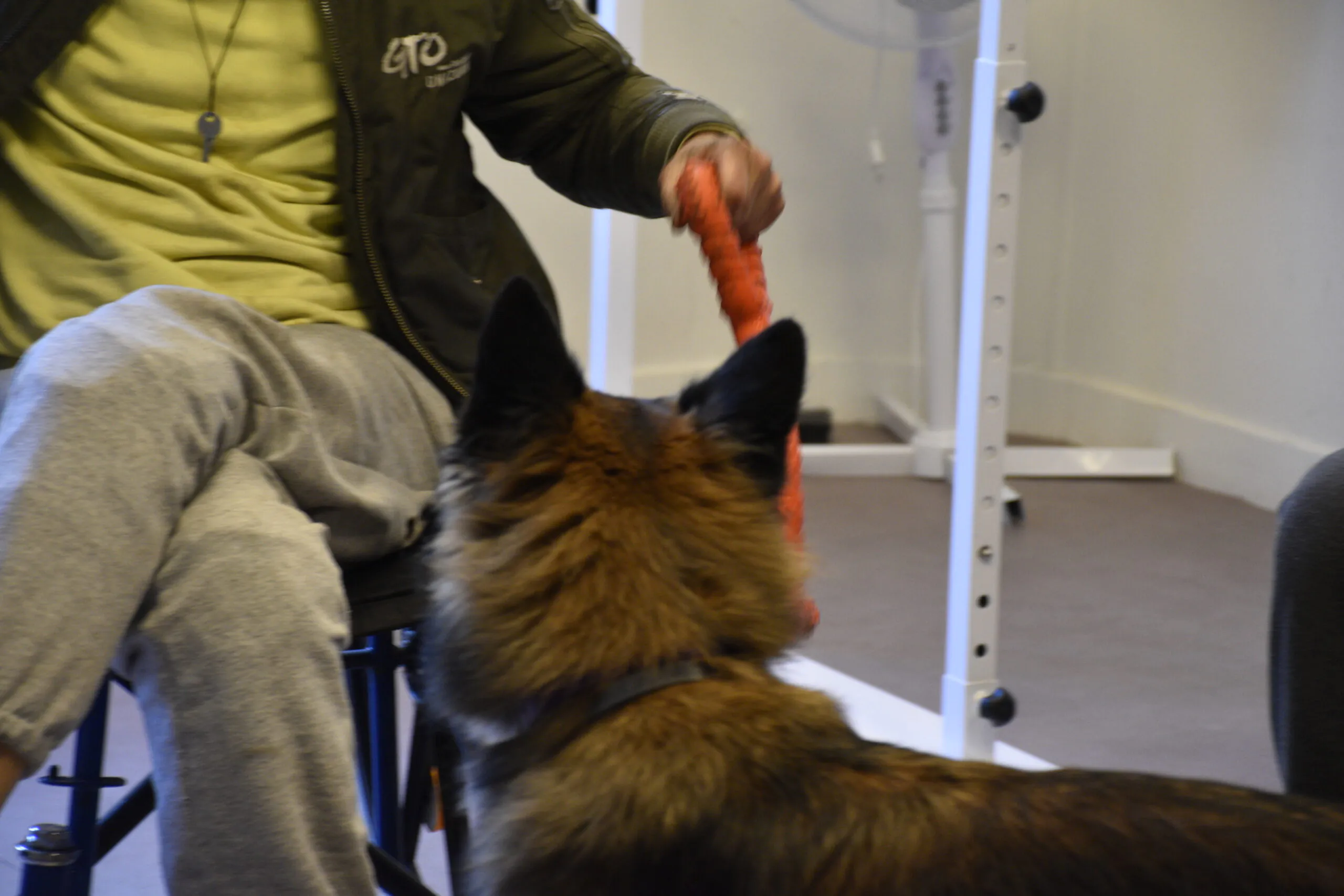 La médiation canine au Samusocial de Paris : quand l&rsquo;animal devient vecteur de lien social